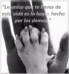 MariaCub2101's tweet image. 💡 #ConsejosParaDueños
¿Sabes cómo demostrarle amor a tu perro?
◽ Paseos diarios
◽ Visitas al veterinario
◽ Juguetes interactivos
◽ ¡Mucho respeto!
❤️ El amor se demuestra con acciones.
#CuidadoResponsable #PerrosFelices