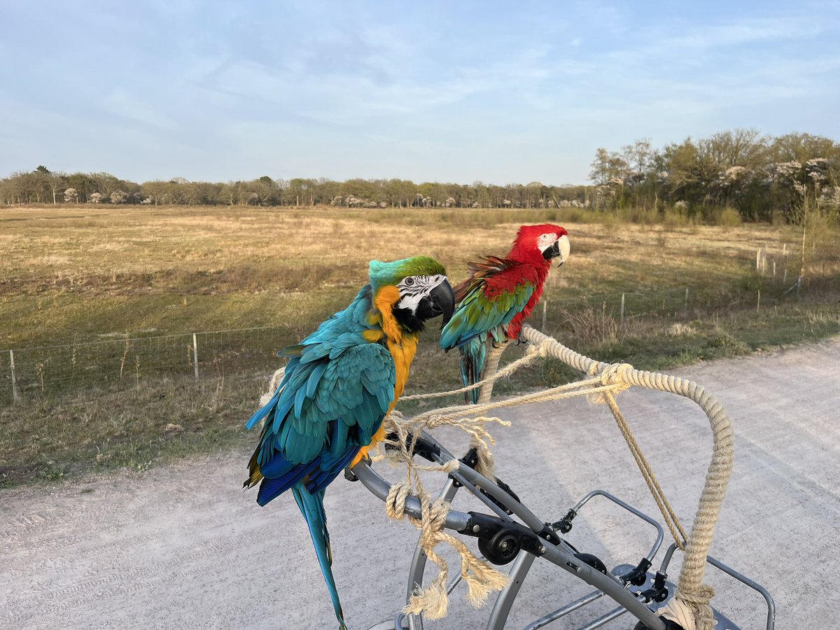 Als amateurvogelaar kom je nog eens wat tegen… 😁😄