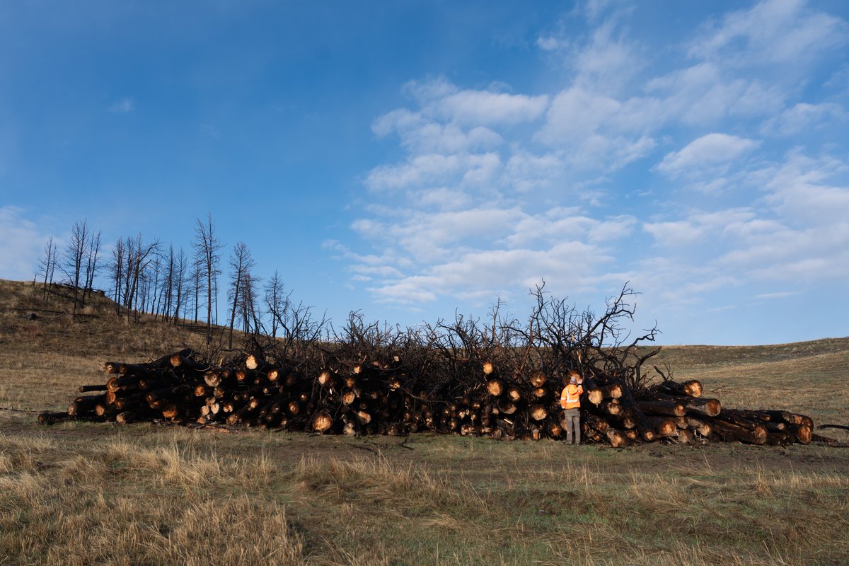 Mast Reforestation tweet media