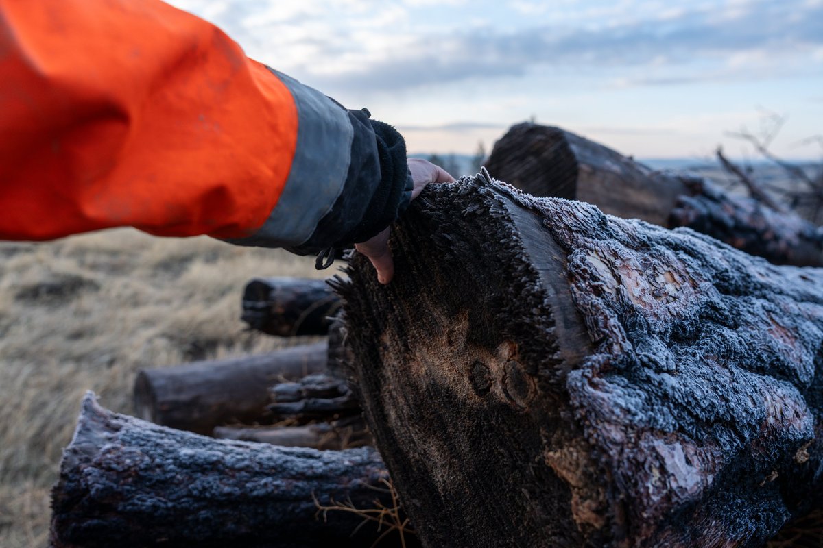 Mast Reforestation tweet media