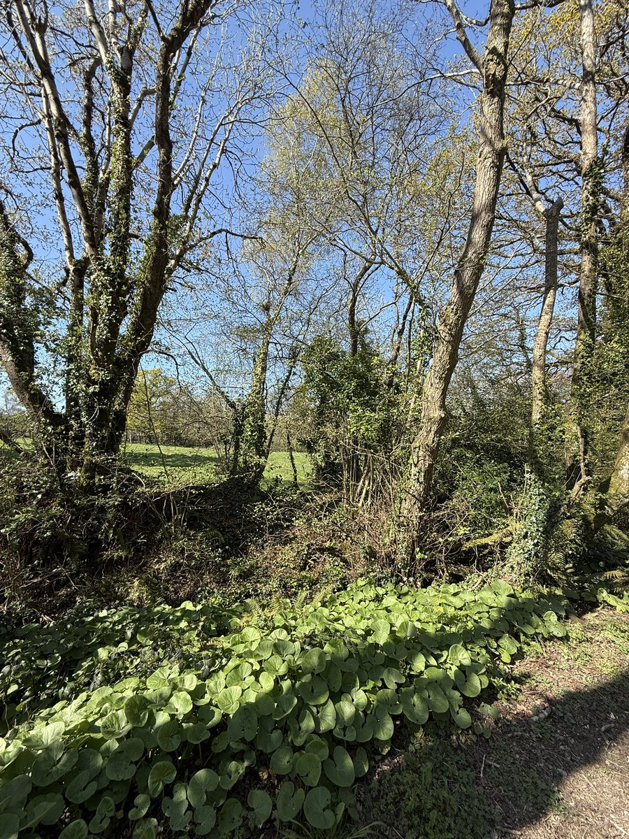 Day 100 💟🌸 Sin é - We started with cold 🥶 &amp; darkness 🌚… and finished with bright sunshine 🌞 and all the spring flowers 🌼🌷 blooming! Some walking was inside, some was outside but I loved it all 💖.. keep walking, running but above all keep moving 👋🏼 💪🏼#100daysofwalking