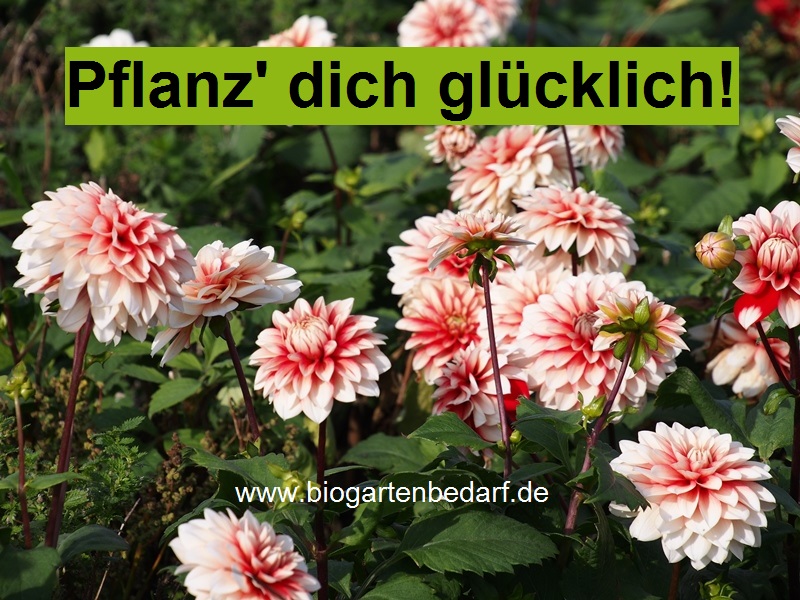 Biogartenbedarf tweet media