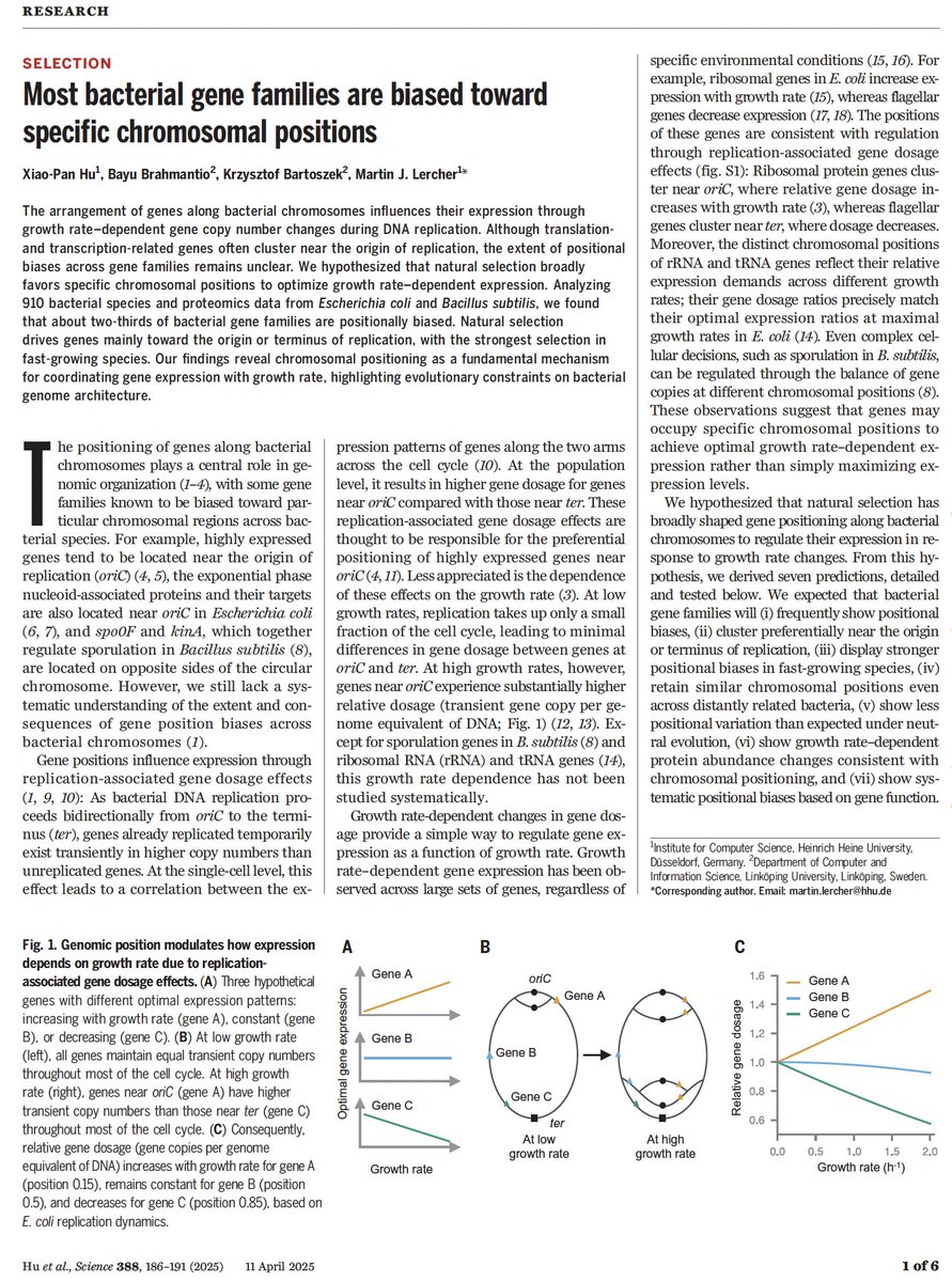 Itai Yanai (@itaiyanai) on Twitter photo Is the genome just a bag of genes? A new paper in <a href="/ScienceMagazine/">Science Magazine</a> now reports that for two thirds of an organisms' genes the position along the chromosome is actually very tightly constrained! Amazing work from my favorite night scientist <a href="/MartinJLercher/">Martin Lercher</a> and his team! Is the genome just a bag of genes? A new paper in <a href="/ScienceMagazine/">Science Magazine</a> now reports that for two thirds of an organisms' genes the position along the chromosome is actually very tightly constrained! Amazing work from my favorite night scientist <a href="/MartinJLercher/">Martin Lercher</a> and his team!