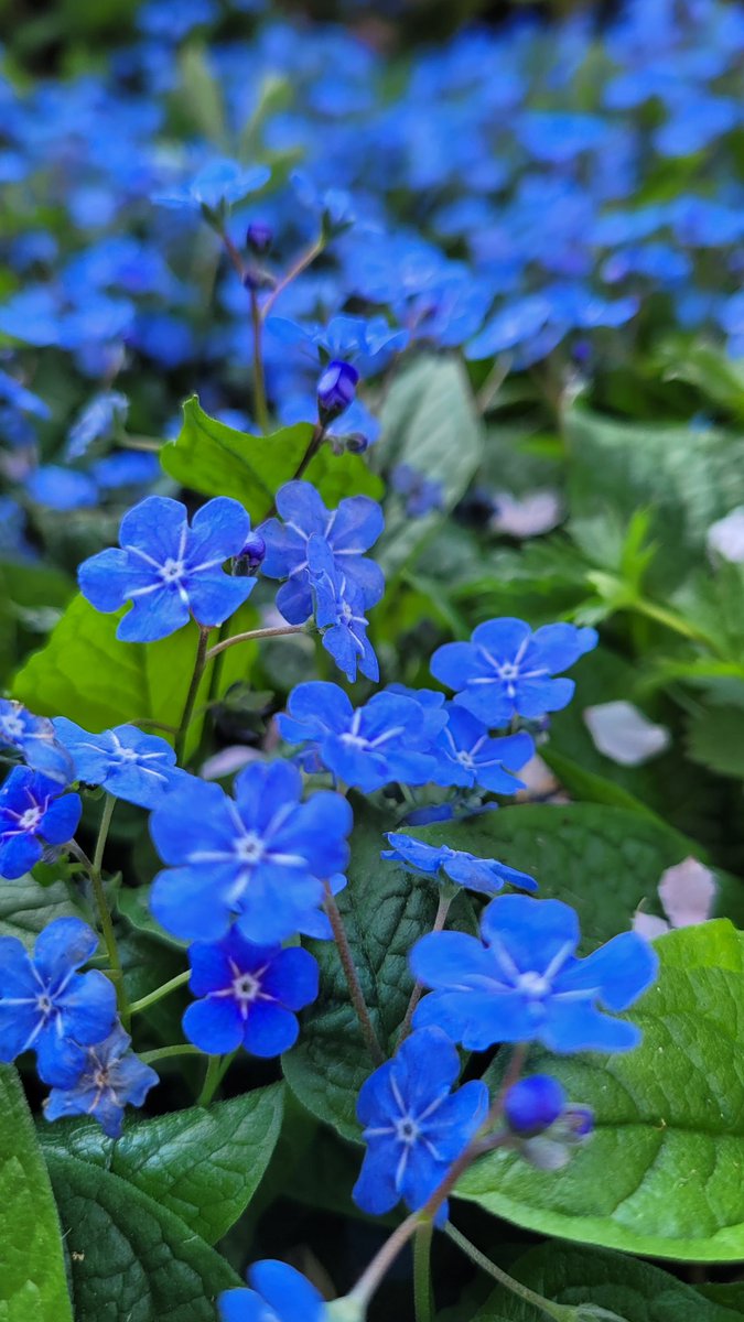#Bloomscrolling Kuhschellen und Frühling Gedenkemein und die Christrose blüht auch noch