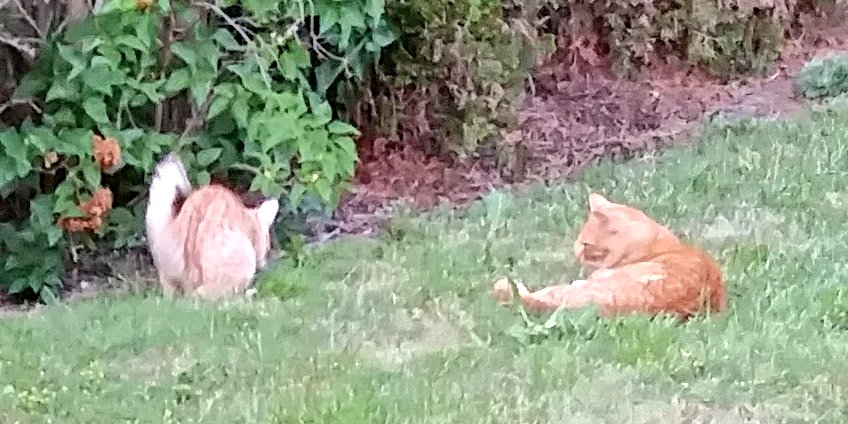 Cecil &amp; Whiskey #NationalPetDay