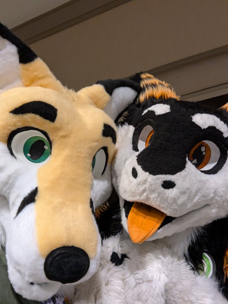 CatoTheFox's tweet photo. Mandatory photo with Sox https://t.co/sh3f1sR5O1