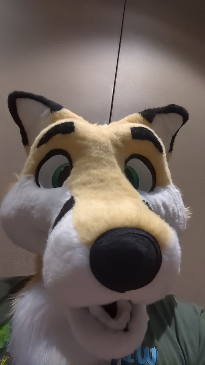 CatoTheFox's tweet photo. Please respond I showed you my chest floof https://t.co/fh3oqQPTUH