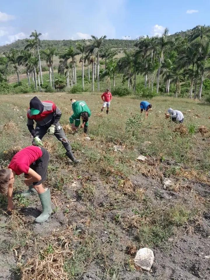 MarielAsam17618's tweet photo. En horas de la mañana un grupo del sector de comercio #Mariel, realizan un cambio de labor, incorporándose en tareas de la agricultura en la parcela correspondiente a esta entidad, con el objetivo de incrementar la producción de alimentos.
@FredyMatos27021 https://t.co/VObbUYOFEy
