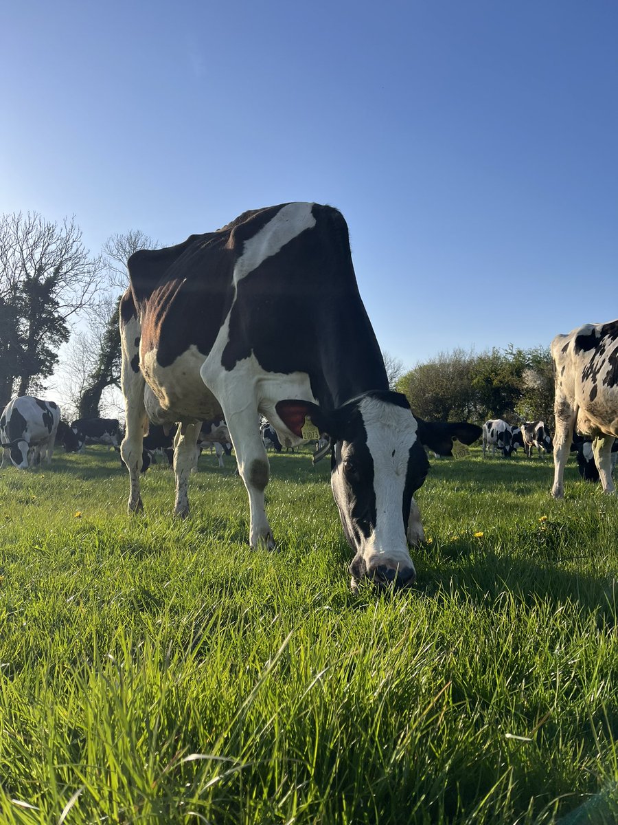 Coolback Lighthouse Afie - VG 88 on her last lactation put 22.8L in the tank this evening for good measure 🥛