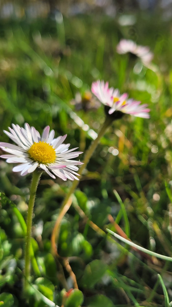 #Bloomscrolling