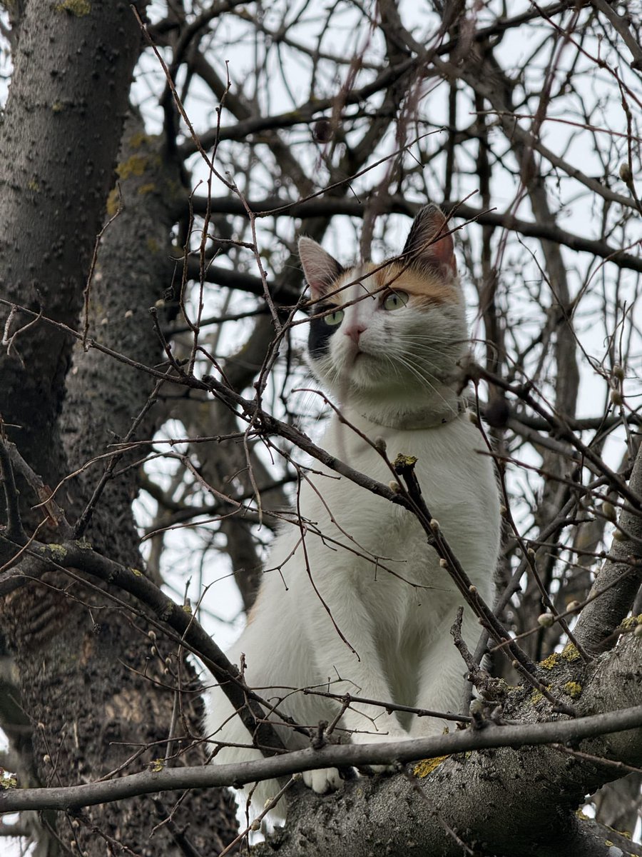 KaspaWizard's tweet image. It’s #NationalPetDay — the purrfect time to share $KASPY’s story!

Because sometimes, the tiniest paws 🐾 leave the biggest prints on our hearts ❤️

Let’s send $KASPY’s journey into every heart today! 

@kaspy_io

#KASPY #KASPA #MEME #CryptoWithHeart #PetDay #Web3Pets 🐶🐱