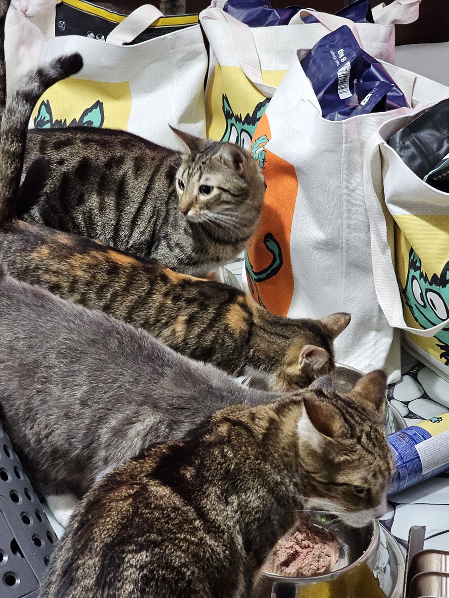 KaspaWizard's tweet image. It’s #NationalPetDay — the purrfect time to share $KASPY’s story!

Because sometimes, the tiniest paws 🐾 leave the biggest prints on our hearts ❤️

Let’s send $KASPY’s journey into every heart today! 

@kaspy_io

#KASPY #KASPA #MEME #CryptoWithHeart #PetDay #Web3Pets 🐶🐱