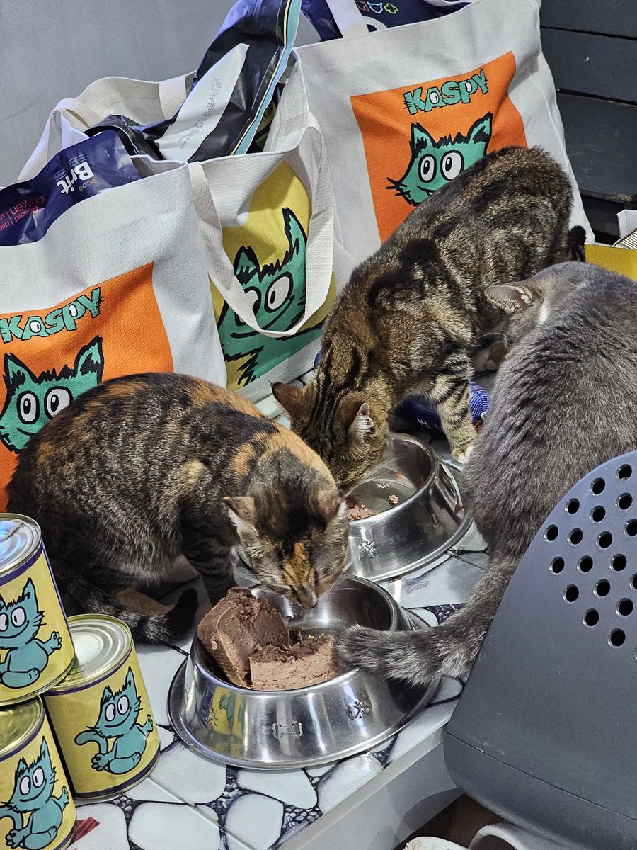 KaspaWizard's tweet image. It’s #NationalPetDay — the purrfect time to share $KASPY’s story!

Because sometimes, the tiniest paws 🐾 leave the biggest prints on our hearts ❤️

Let’s send $KASPY’s journey into every heart today! 

@kaspy_io

#KASPY #KASPA #MEME #CryptoWithHeart #PetDay #Web3Pets 🐶🐱