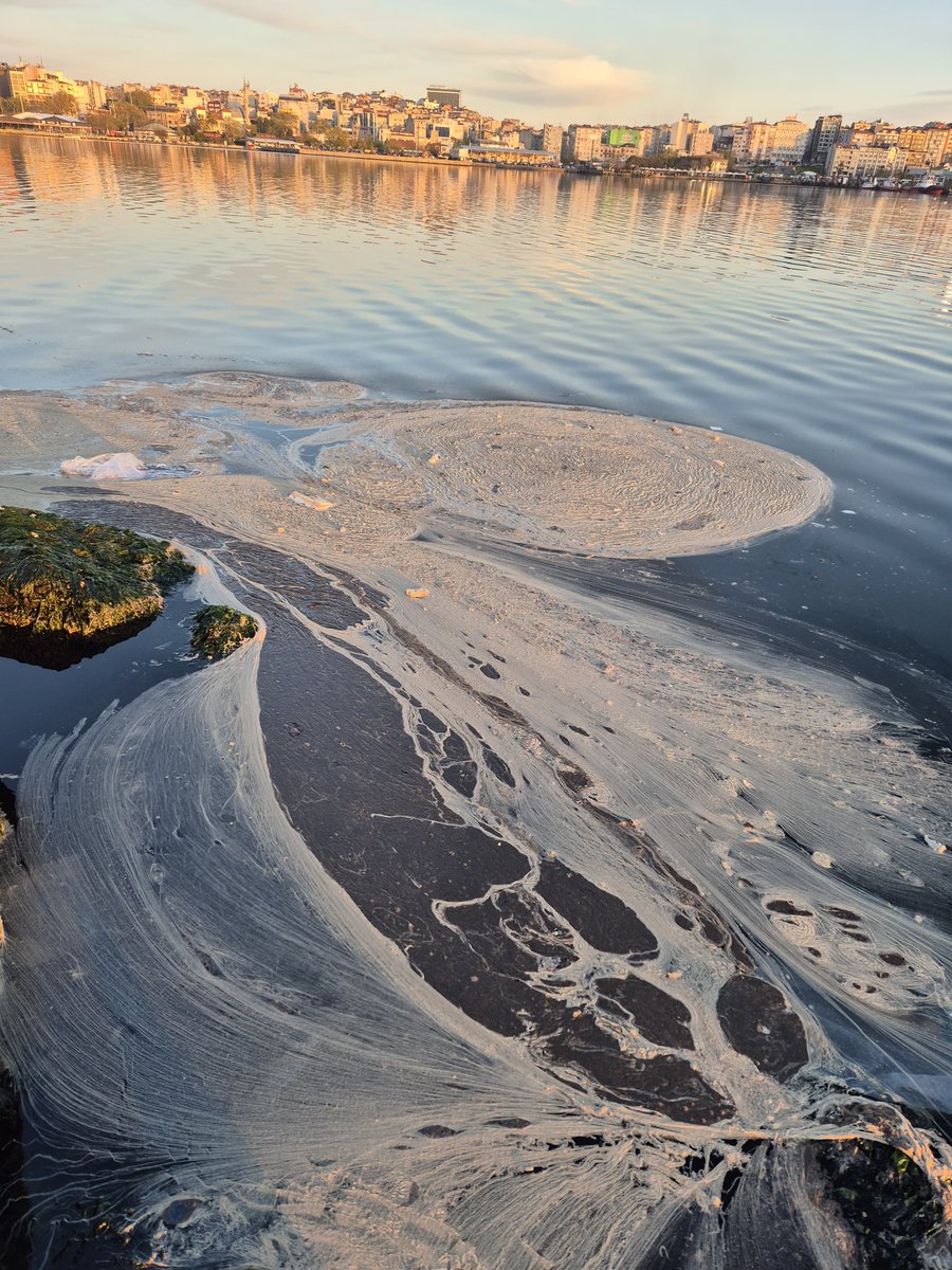 Müsilaj Her Yerde!

Görmezden gelmek, ölü taklidi yapmak, kendiliğinden geçer diye beklemek çare olmadı! Ekim sonundan beri Marmara'nın derinlerinde devam eden müsilaj artık yüzeyde! 

Görüntü Bandırma liman içinden. Çanakkale Boğazı, Marmara ve Prens Adalarının çevresi, Erdek