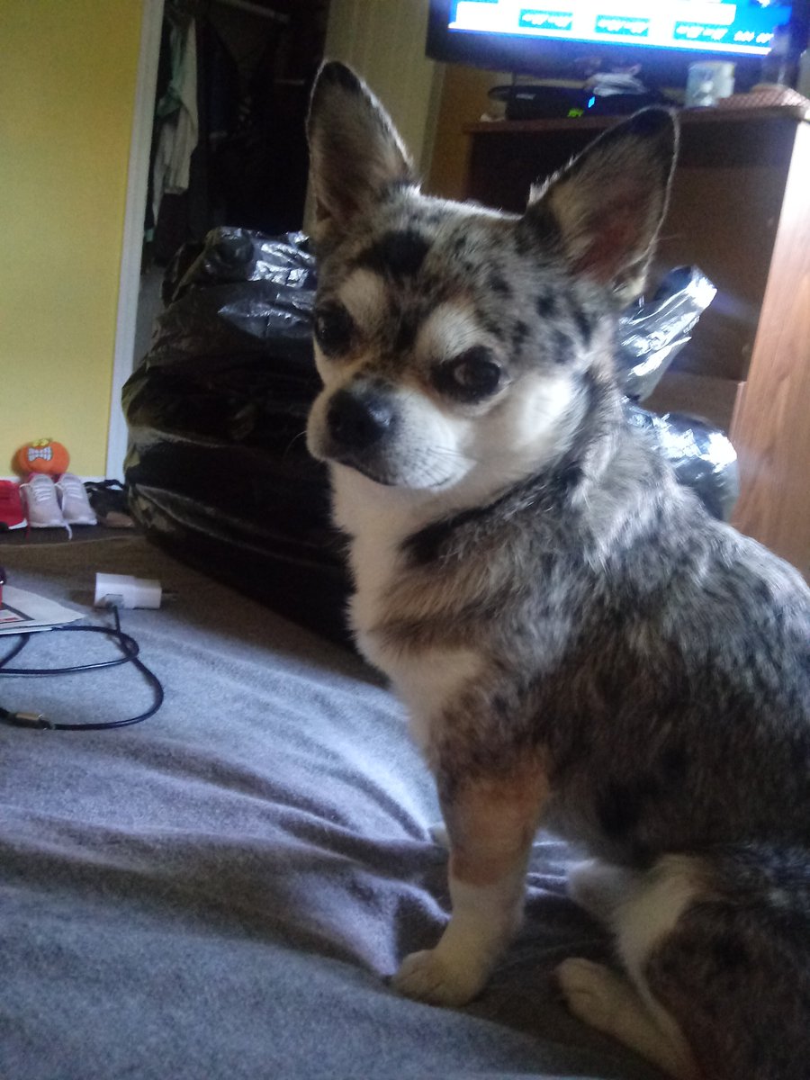 michaeldineen58's tweet photo. @officialDannyT A girl I'm friends with gave me this little guy Mr.Smoke.  BEST PRESENT EVER!!! #SugarPaws https://t.co/34RjQhBS5g