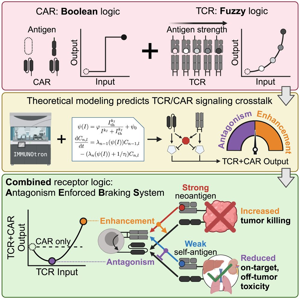 Waggoner Lab (@labwaggoner) on Twitter photo Robot-assisted analysis and theoretical modeling of TCR/CAR crosstalk enable the design of adoptive T cell therapies that maximize anti-tumor activity and minimize toxicity in healthy tissues <a href="/CellCellPress/">Cell</a>
cell.com/cell/fulltext/…
<a href="/g_altanbonnet/">Grégoire AltanBonnet</a> <a href="/fxpbourassa/">François X. P. Bourassa</a> Robot-assisted analysis and theoretical modeling of TCR/CAR crosstalk enable the design of adoptive T cell therapies that maximize anti-tumor activity and minimize toxicity in healthy tissues <a href="/CellCellPress/">Cell</a>
cell.com/cell/fulltext/…
<a href="/g_altanbonnet/">Grégoire AltanBonnet</a> <a href="/fxpbourassa/">François X. P. Bourassa</a>