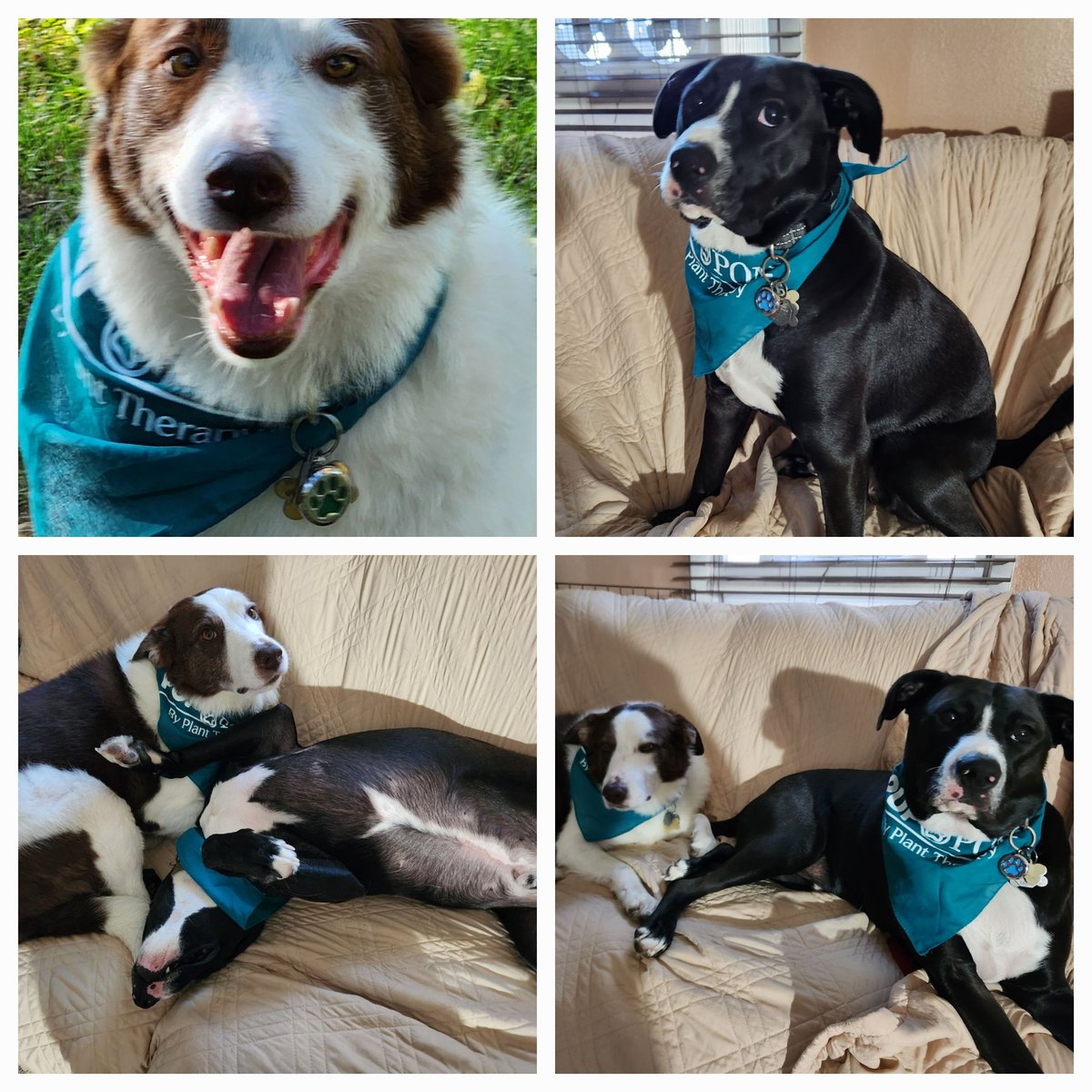 Snicker80605513's tweet photo. @PlantTherapy Happy National Pet Day!🐾💚🐾 https://t.co/fs1W5PY4nZ