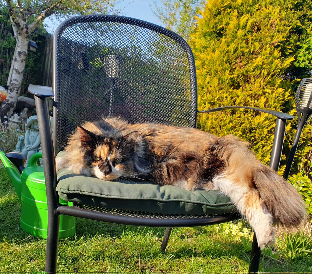 maisiethetortie's tweet photo. #CatsOfTwitter #MaisietheTortie #CaturdayEve #FridayFeeling I'm allowed out under supervision...if I even look at going over the fence mum will ground me again..#Feelinggrumpy https://t.co/bYPW8jtCac