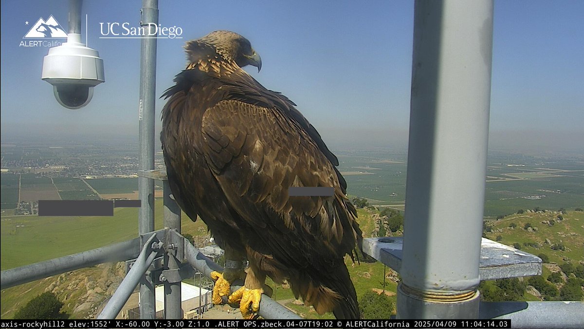 ALERTCalifornia's tweet photo. The golden eagles on our Rocky Hill 2 camera are giving Jackie and Shadow a run for their money. This tagged individual has been seen multiple times over the last few weeks. Watch live at: https://t.co/jkKCPotjKG #jackieandshadow #FOBBBV #Firecambirds https://t.co/ItXb5IjGSX