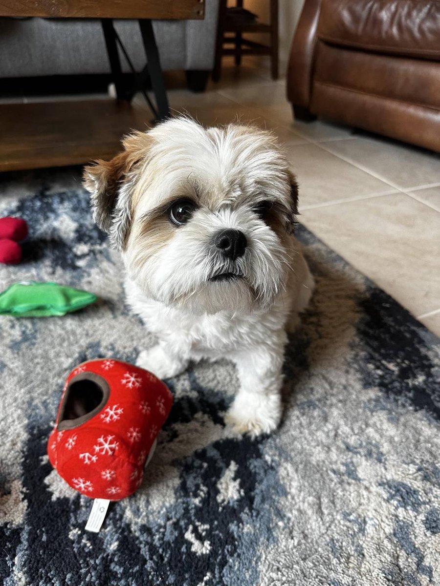 TJSpringerWX's tweet image. Happy #NationalPetDay!!! #dogs #dogstagram #pets #petstagram #petday @fox35orlando