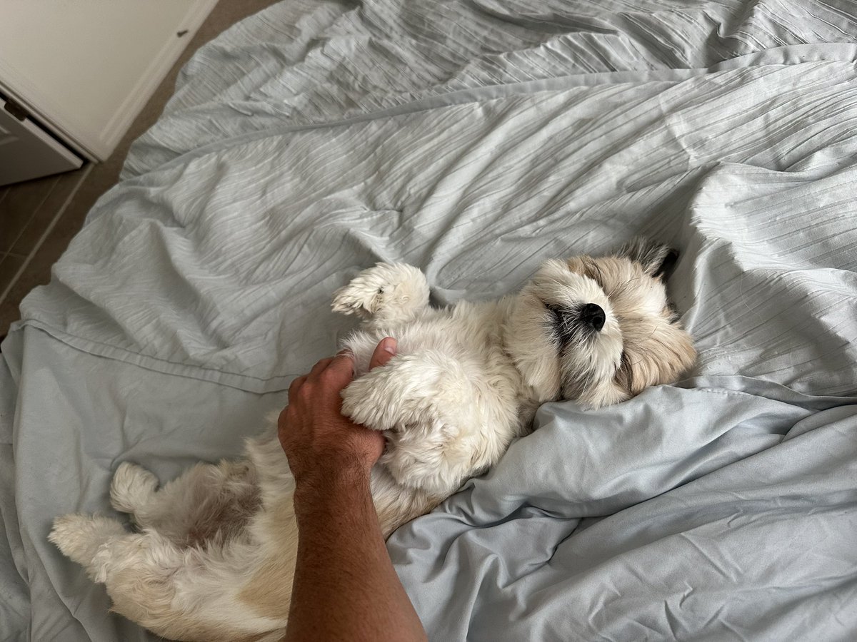 TJSpringerWX's tweet image. Happy #NationalPetDay!!! #dogs #dogstagram #pets #petstagram #petday @fox35orlando