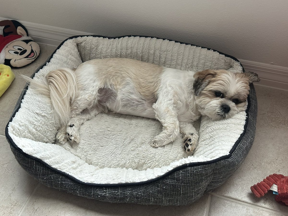 TJSpringerWX's tweet image. Happy #NationalPetDay!!! #dogs #dogstagram #pets #petstagram #petday @fox35orlando