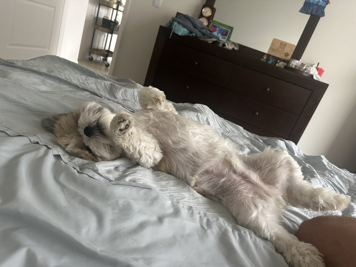 TJSpringerWX's tweet image. Happy #NationalPetDay!!! #dogs #dogstagram #pets #petstagram #petday @fox35orlando