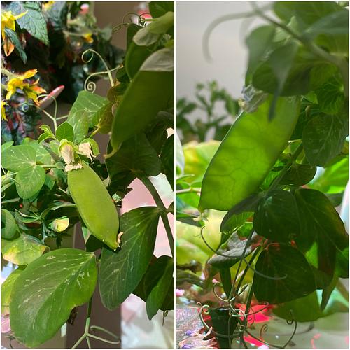 Mrs.Dalrymple (@mrs_dalrymple17) on Twitter photo We have some new growth in our Click & Grow garden to share! Our peas have begun to grow from the flowers. The students are so excited! #ocsbScience <a href="/ocsbEco/">ocsbECO</a> <a href="/StMaryOCSB/">St. Mary School</a> We have some new growth in our Click & Grow garden to share! Our peas have begun to grow from the flowers. The students are so excited! #ocsbScience <a href="/ocsbEco/">ocsbECO</a> <a href="/StMaryOCSB/">St. Mary School</a>