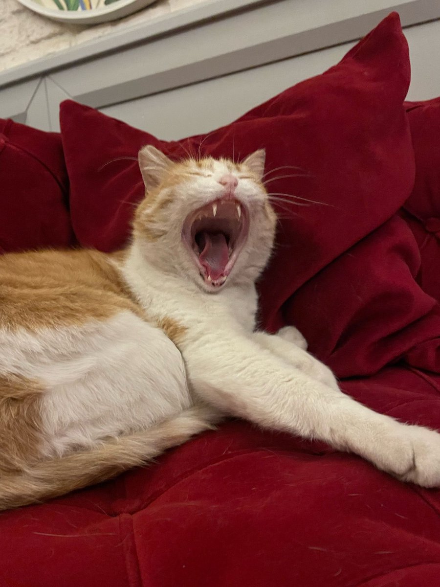 Bu nasıl bir esnemektir be çocuğum önüne 1 litre kahve koyasım geldi