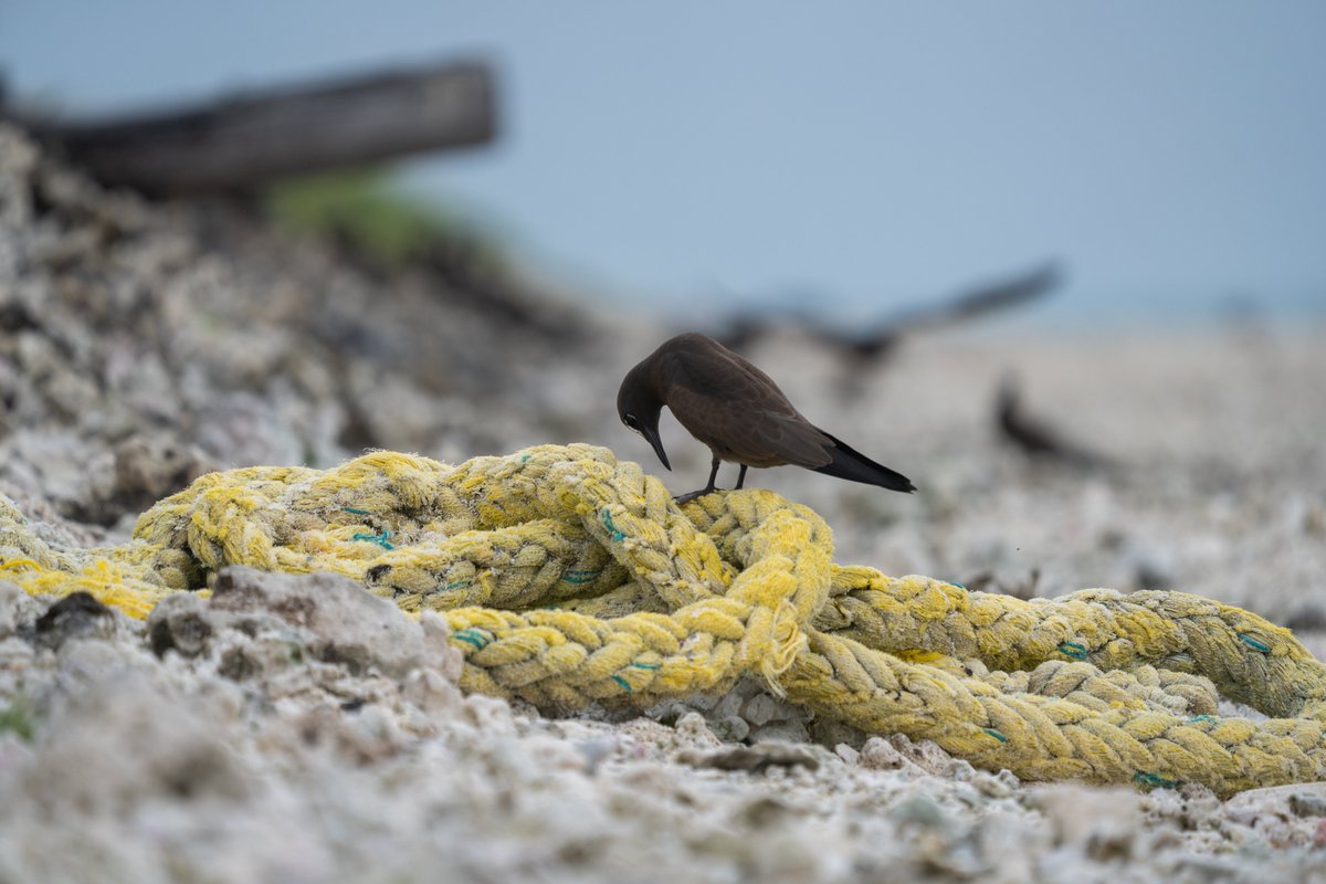 NOAA Marine Debris Program (@noaadebris) on Twitter photo What would you do if someone elseās trash unexpectedly ended up in your living room?
Derelict fishing gear can cause significant damage to wildlife, the habitats they depend on, and the economy. #LearnMore Photo: <a href="/pmdphawaii/">PapahÄnaumokuÄkea Marine Debris Project</a> marinedebris.noaa.gov/types/derelict⦠What would you do if someone elseās trash unexpectedly ended up in your living room?
Derelict fishing gear can cause significant damage to wildlife, the habitats they depend on, and the economy. #LearnMore Photo: <a href="/pmdphawaii/">PapahÄnaumokuÄkea Marine Debris Project</a> marinedebris.noaa.gov/types/derelictā¦