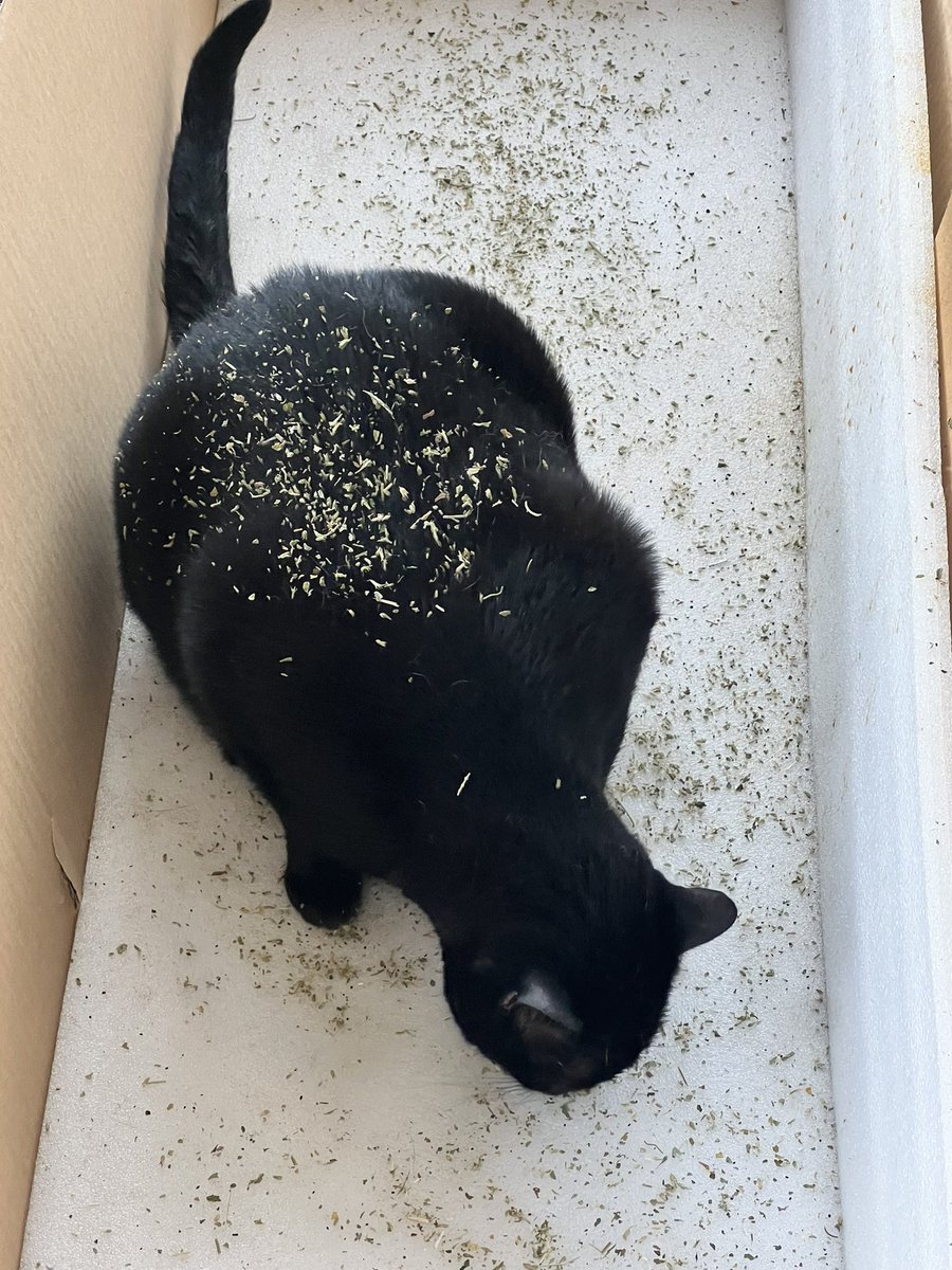 SkittlesFriends's tweet image. Sabre: For the record I DO NOT have a catnip addiction, I only take a taste now and then for medicinal purposes only, or when that young whippersnapper Phantom starts to annoy me.
😹😹😹
#FridayThoughts 
#CatnipAddict 
#HappyPanfur
#CatsofTwitter