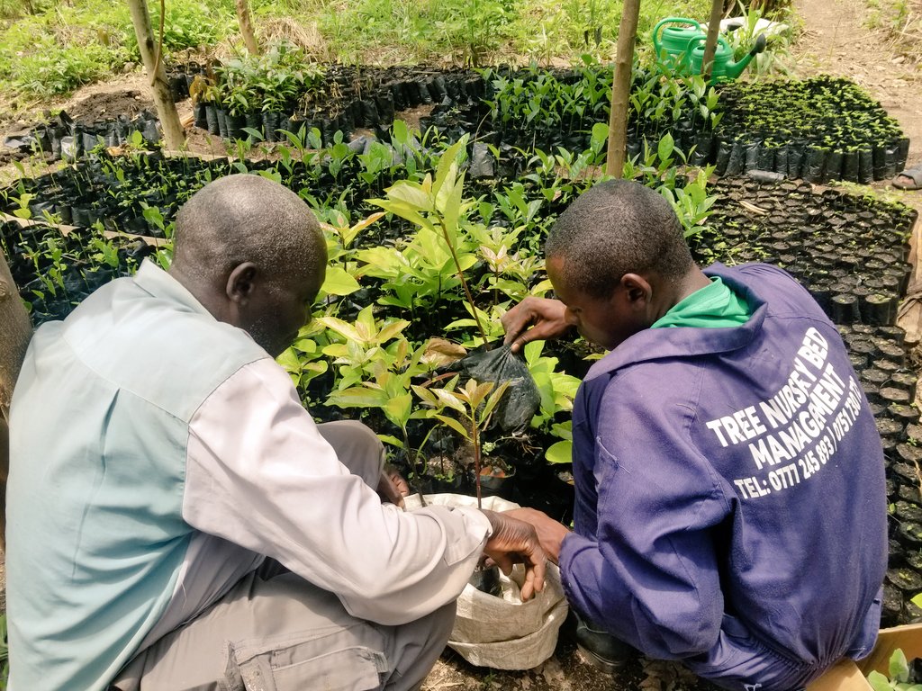 Maru_foundation's tweet photo. We’re not just planting trees— but planting resilience in Uganda! 🇺🇬

Through our #SeedsOfResilience project in Kasese, we continue distributing &amp; planting indigenous &amp; fruit trees with communities to restore degraded lands &amp; secure livelihoods.

Thanks to Umverteilen Stiftung! https://t.co/HZg9khpi4P