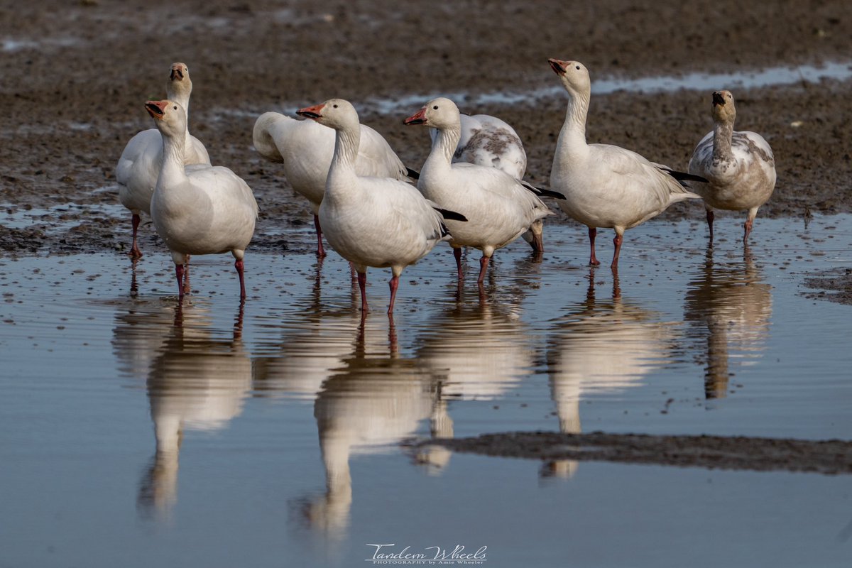 Snow In a Puddle

Seen a group of snow geese near La Conner this morning while headed to the tulip fields. They are still in the valley 😎🪿

#pnw #sonorthwest #wawx #snowgeese #wildlife #wildlifephotography