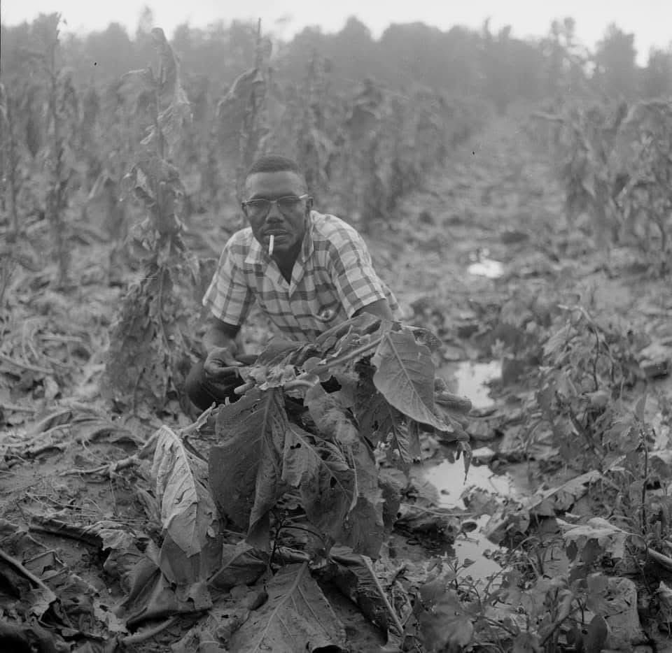 HussleMase's tweet image. Faces Of Black America 

Real FARMERS 

Greenville, North Carolina 

1950’s.