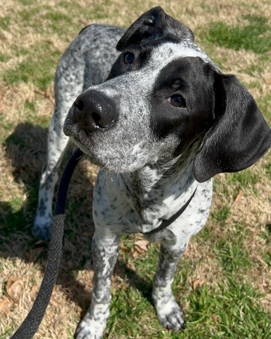 MemphisHumane's tweet photo. Whether you have a pet or not, there are several ways you can celebrate #NationalPetDay at the Humane Society! ❤️ 

Volunteer with the cat care team, take a dog on a walk, become a foster parent or apply to adopt a new friend today: https://t.co/KsTVaRTwUf https://t.co/oNolvBqwOd