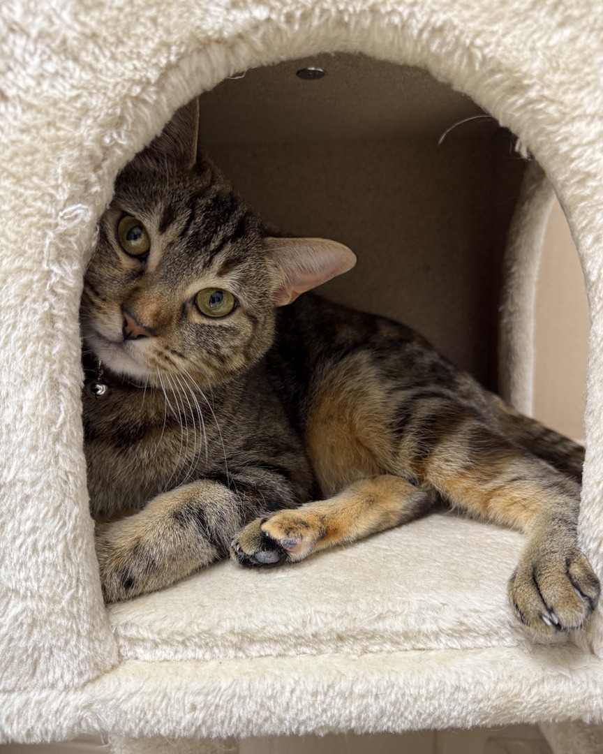 MemphisHumane's tweet photo. Whether you have a pet or not, there are several ways you can celebrate #NationalPetDay at the Humane Society! ❤️ 

Volunteer with the cat care team, take a dog on a walk, become a foster parent or apply to adopt a new friend today: https://t.co/KsTVaRTwUf https://t.co/oNolvBqwOd