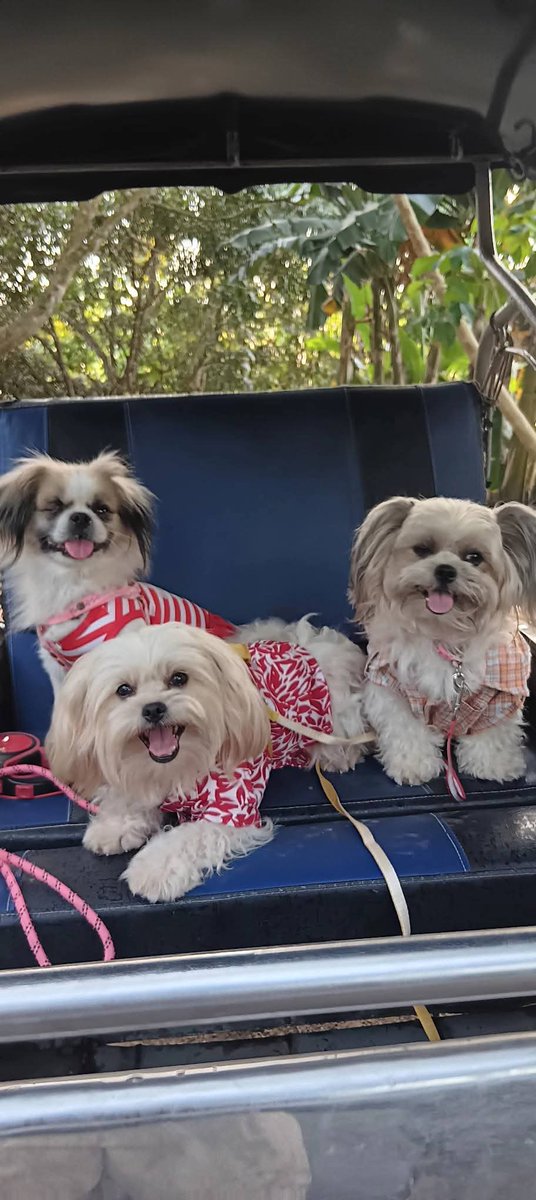 naomiloonstra's tweet photo. Let's go for a ride with my babies!

😘 Naomi 

#shihtzu #dog #dogsofinstagram #doglife #dogs #doglover #puppy #puppylove #travel #letsgo #fyp #cute #sweet #girls #girlpower https://t.co/b0zjBkt0Mz