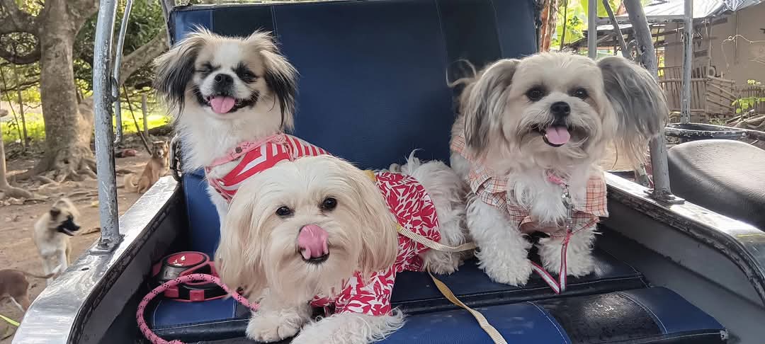 naomiloonstra's tweet photo. Let's go for a ride with my babies!

😘 Naomi 

#shihtzu #dog #dogsofinstagram #doglife #dogs #doglover #puppy #puppylove #travel #letsgo #fyp #cute #sweet #girls #girlpower https://t.co/b0zjBkt0Mz