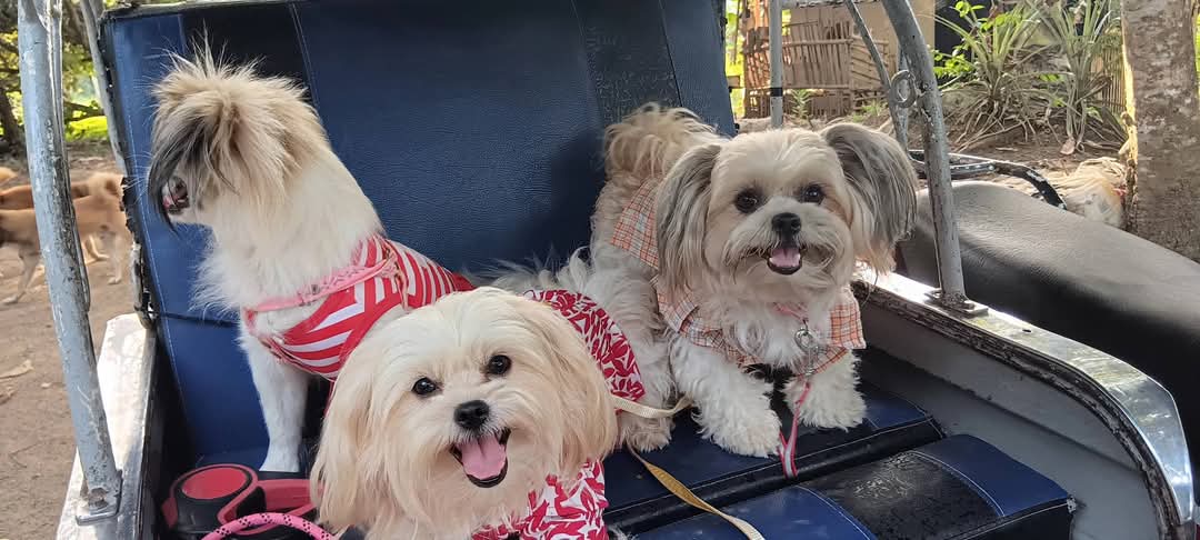 naomiloonstra's tweet photo. Let's go for a ride with my babies!

😘 Naomi 

#shihtzu #dog #dogsofinstagram #doglife #dogs #doglover #puppy #puppylove #travel #letsgo #fyp #cute #sweet #girls #girlpower https://t.co/b0zjBkt0Mz