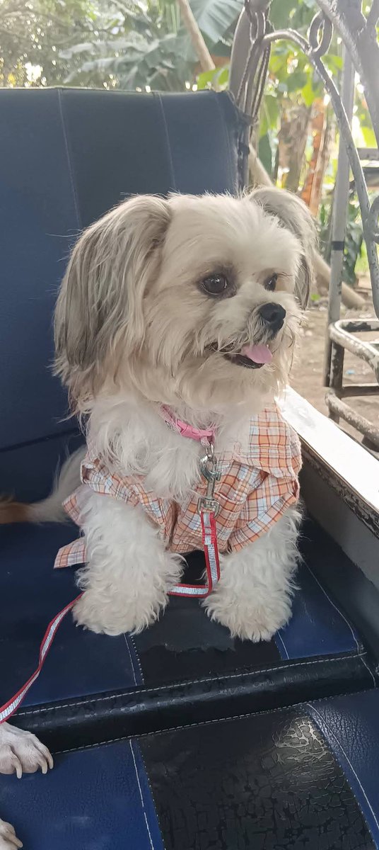 naomiloonstra's tweet photo. Let's go for a ride with my babies!

😘 Naomi 

#shihtzu #dog #dogsofinstagram #doglife #dogs #doglover #puppy #puppylove #travel #letsgo #fyp #cute #sweet #girls #girlpower https://t.co/b0zjBkt0Mz