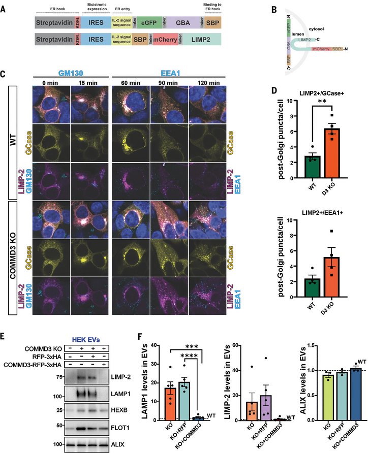 The Science of Parkinson's (@scienceofpd) on Twitter photo Researchers at <a href="/NUFeinbergMed/">Northwestern Feinberg School of Medicine</a> performed a genome-wide CRISPR screen & identified candidate genes that modulated #Parkinsons-associated GCase activity; They find COMMD3 is essential for lysosomal GCase activity, & variants are associated with⬆️PD risk
science.org/doi/10.1126/sc… Researchers at <a href="/NUFeinbergMed/">Northwestern Feinberg School of Medicine</a> performed a genome-wide CRISPR screen & identified candidate genes that modulated #Parkinsons-associated GCase activity; They find COMMD3 is essential for lysosomal GCase activity, & variants are associated with⬆️PD risk
science.org/doi/10.1126/sc…