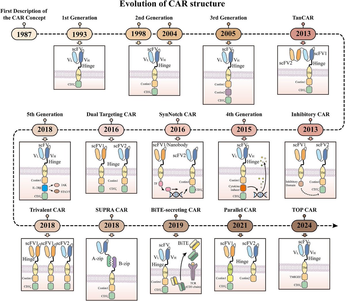 LabWaggoner's tweet photo. Review: Diverse potential of CAR-engineered cell therapy: Beyond cancer
https://t.co/fP76zSPUyn https://t.co/Ib3ZbhcTPt