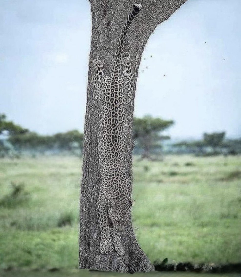 PropositoyVida's tweet photo. Animales con un camuflaje increíble, Un hilo: 🧵🤯

1. Un leopardo con un camuflaje excelente. https://t.co/MhZbCjYisc