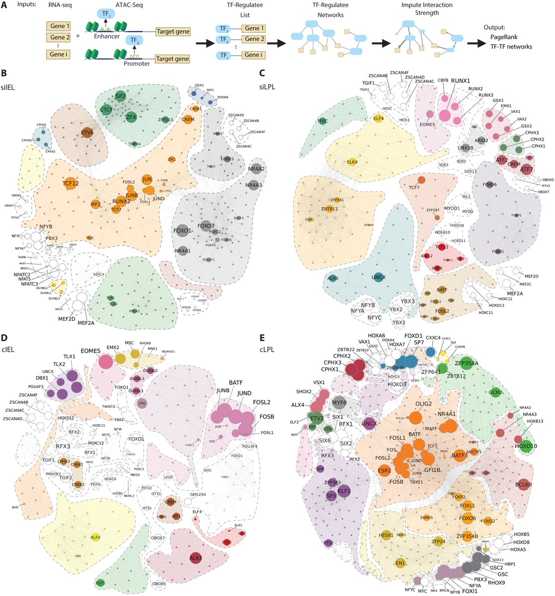 Waggoner Lab (@labwaggoner) on Twitter photo The transcription factor Foxo1 has context-specific roles in the regulation of intestinal TRM cells <a href="/SciImmunology/">Science Immunology</a> <a href="/UCSDChangLab/">John Chang</a>
science.org/doi/10.1126/sc… The transcription factor Foxo1 has context-specific roles in the regulation of intestinal TRM cells <a href="/SciImmunology/">Science Immunology</a> <a href="/UCSDChangLab/">John Chang</a>
science.org/doi/10.1126/sc…