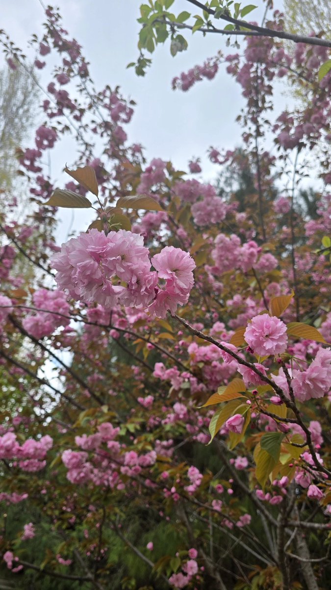 Elif18734's tweet photo. Baharın en güzel detaylarından biri🌸 #kirazçiçeği https://t.co/IAJGOllTx4