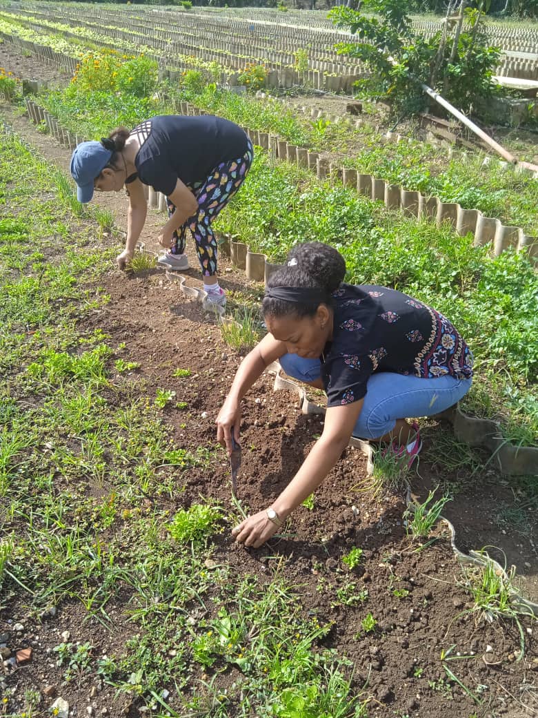 InelProyec17894's tweet photo. Realiza la Dirección de Capital Humano y Comercial cambio de labor en el organopónico "V Congreso". #INEL, #SeguridadAlimentaria https://t.co/kYuSITxBBD