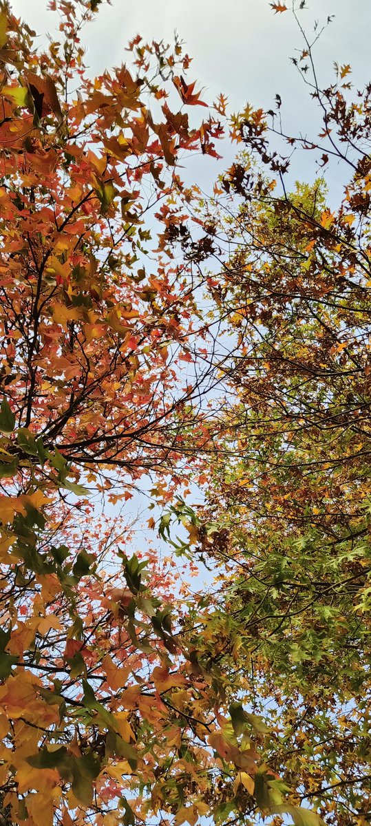 ভুচাই (@anxious_panda48) on Twitter photo 