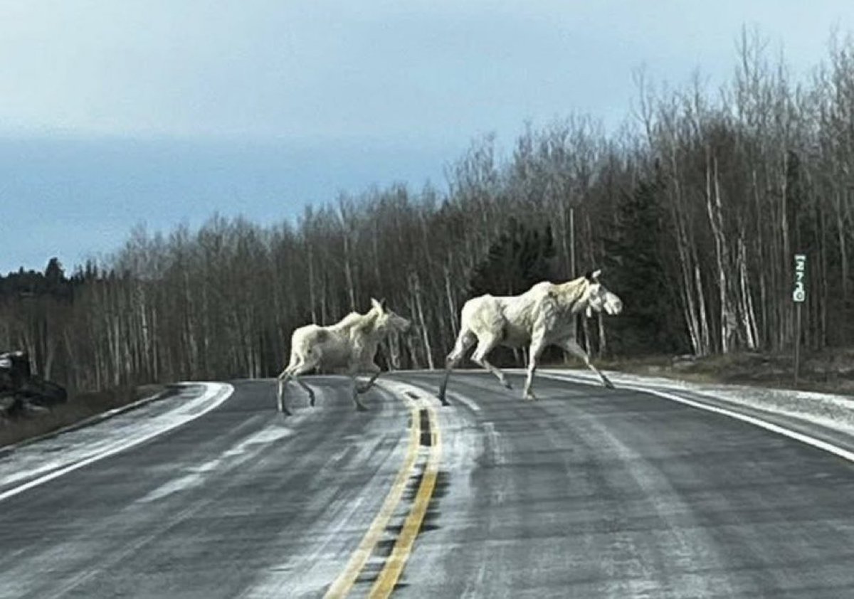 White moose spotted in Northern Ontario 🇨🇦