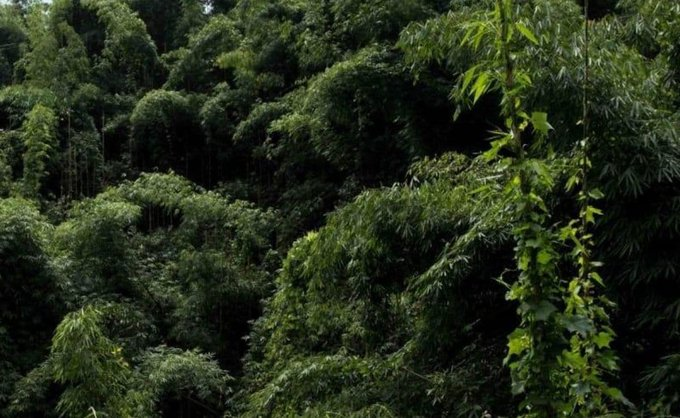 ndtv's tweet photo. Mentally Challenged Girl Allegedly Raped, Killed While Collecting Firewood In Manipur's Churachandpur Forest: Sources https://t.co/zUK3zv2Tdw https://t.co/d1uEuwTtDX