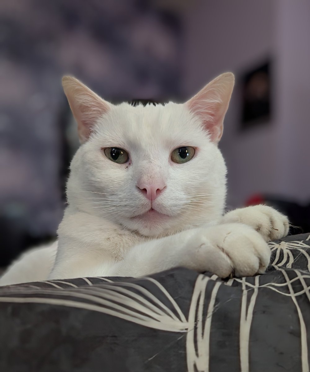 My lovely Charlie cat nearly died recently, thankfully we were able to bring him back to full health and now he's very grateful and doesn't leave me alone